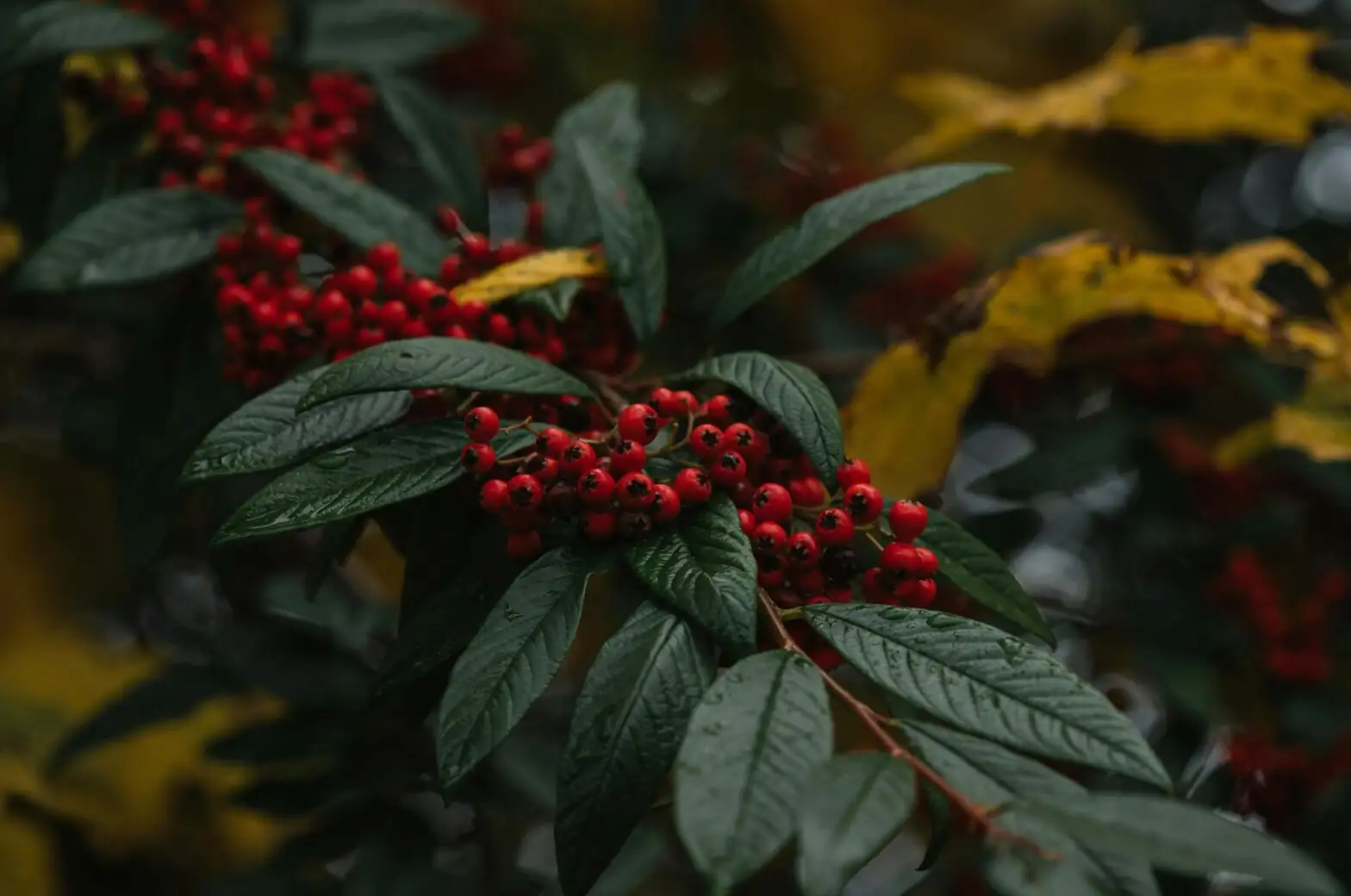asparagus fern berries pruning hands