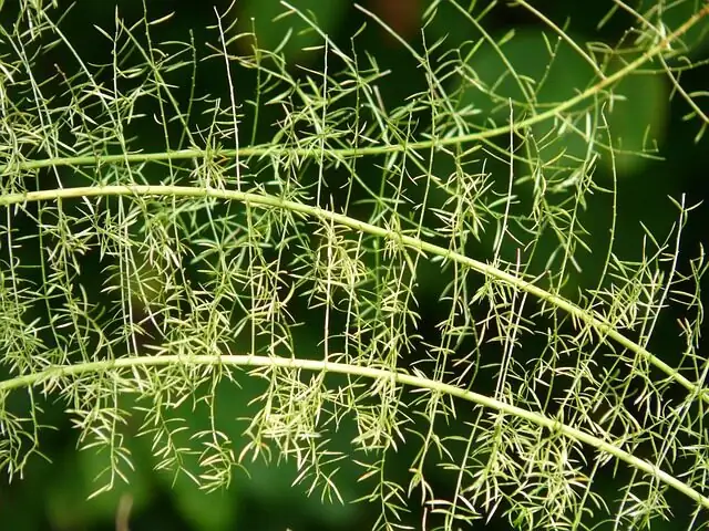 asparagus setaceus lace fern close up