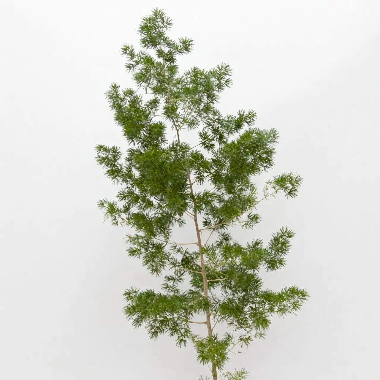 asparagus retrofractus ming pom poms
