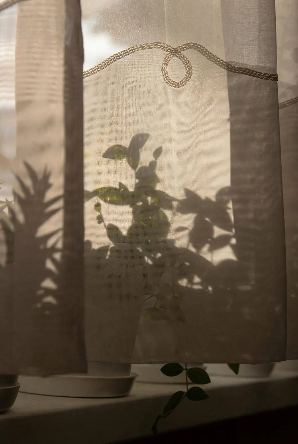 Sun-Kissed, Not Scorched: How to Acclimate Asparagus Fern to Brighter Light