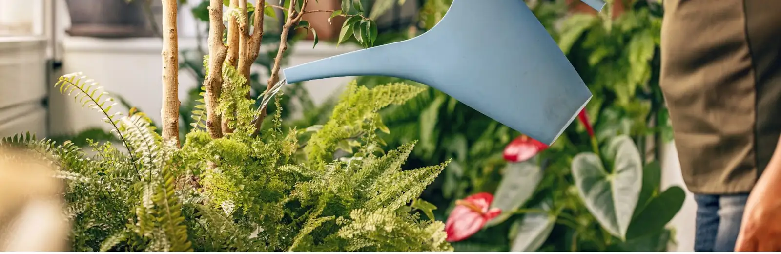 asparagus fern watering can indoor