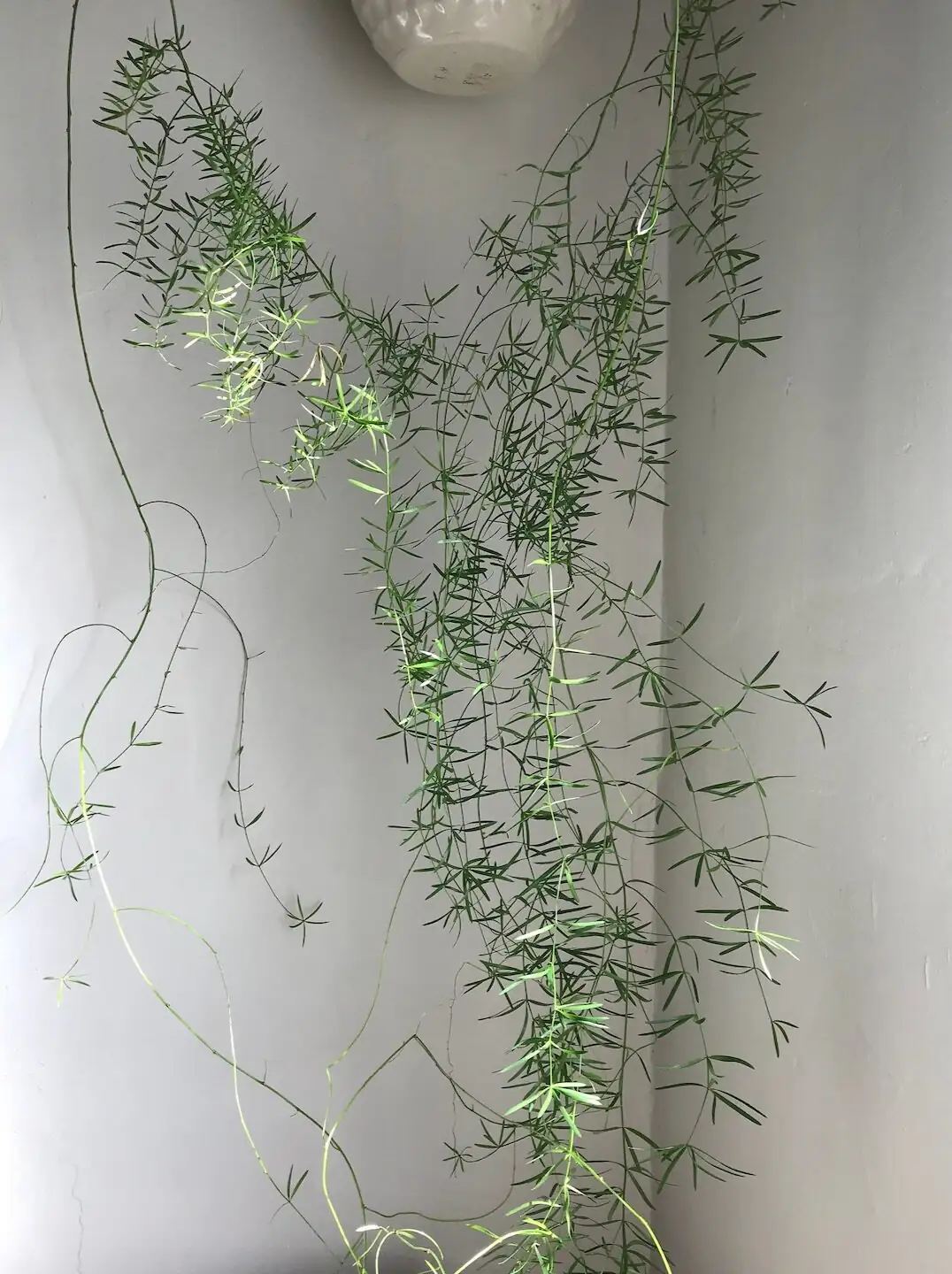 asparagus fern on bookshelf