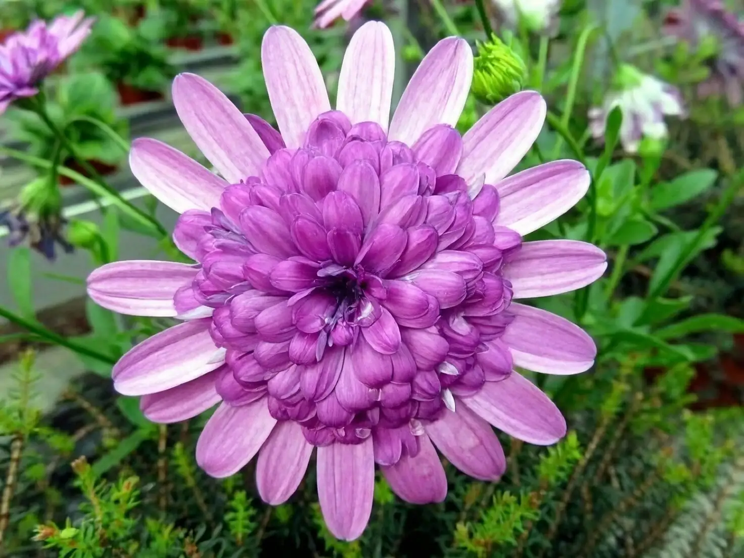 osteospermum morning watering can pot