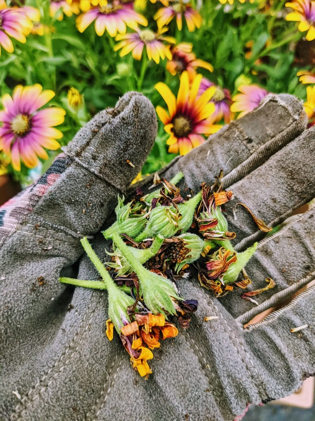 osteospermum deadheading hand pruners