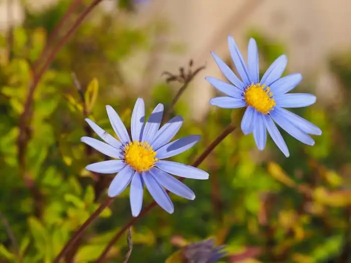 Bugged by Aphids? Save Those Sky-Blue Petals with a Zero-Drama IPM Plan