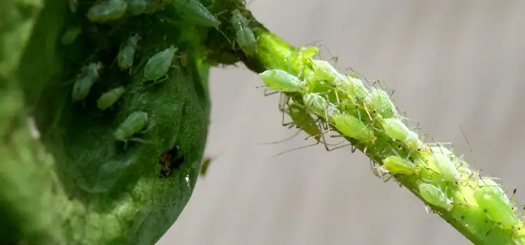cape daisy aphids on buds
