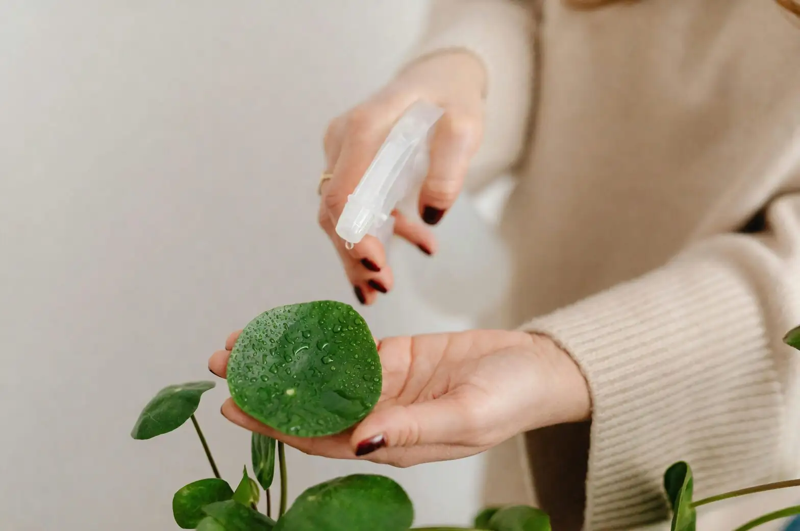 cape daisy insecticidal soap spray