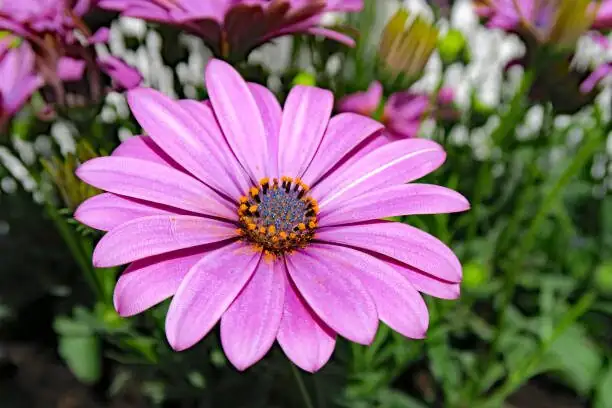 cape daisy repotting perlite mix