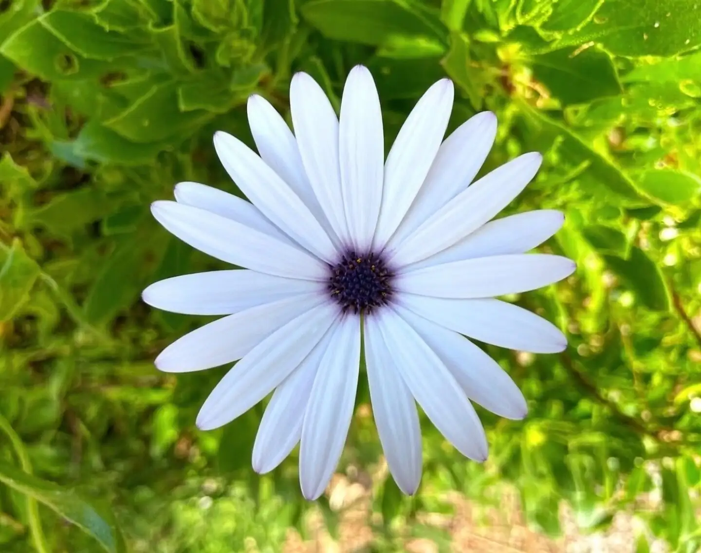 Why Did My Cape Daisy Quit in July? Heat-Stall Fixes That Bring Blooms Back