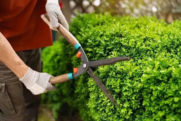 cape daisy deadheading hand pruners