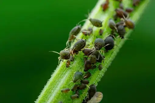 cape daisy aphids leaf close-up