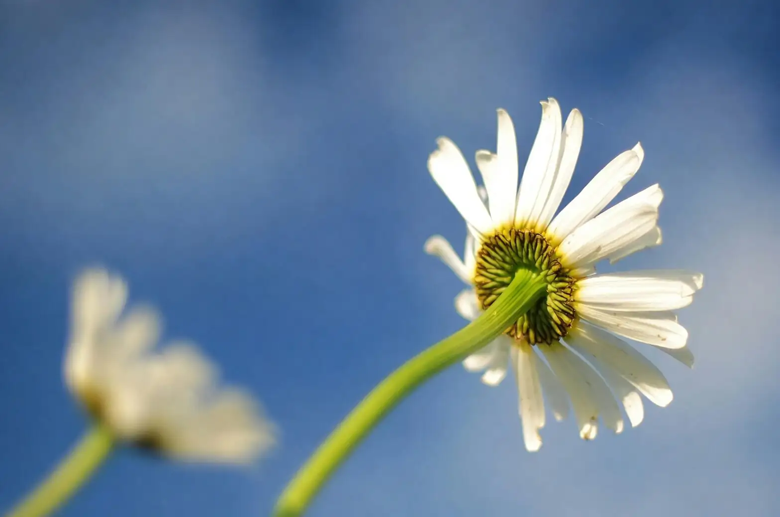 From the Cape of Storms to Your Balcony: The Wild Journey of the Blue‑Eyed Daisy