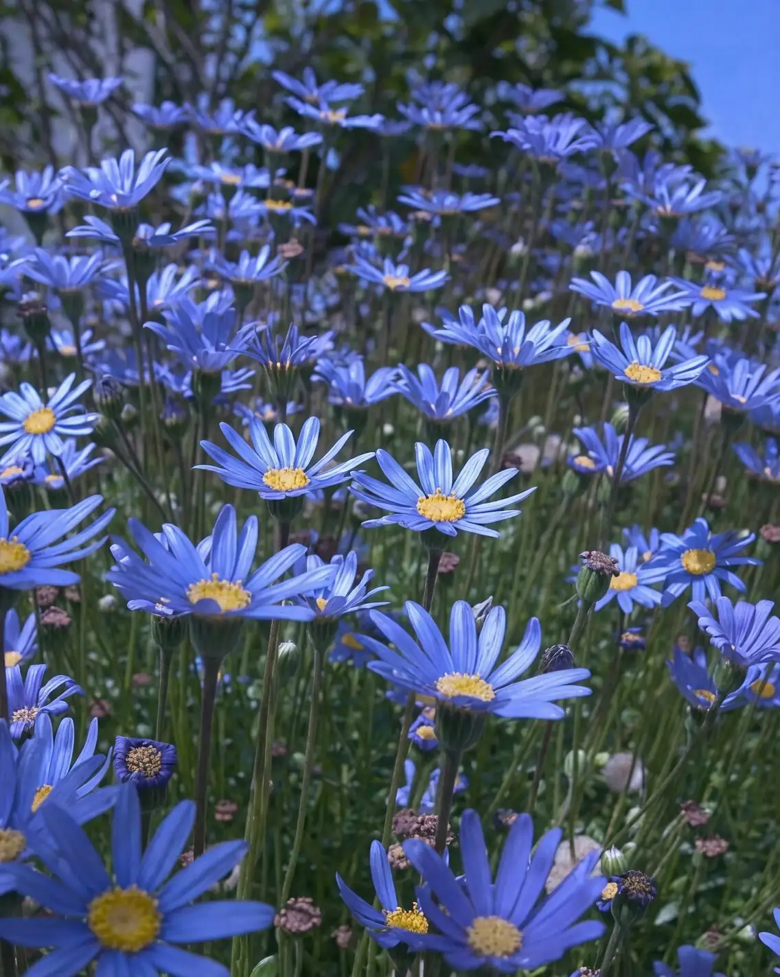 blue-eyed daisy flower close-up
