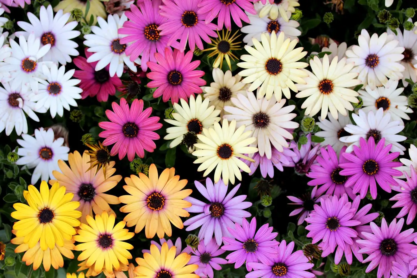 osteospermum mixed colors varieties