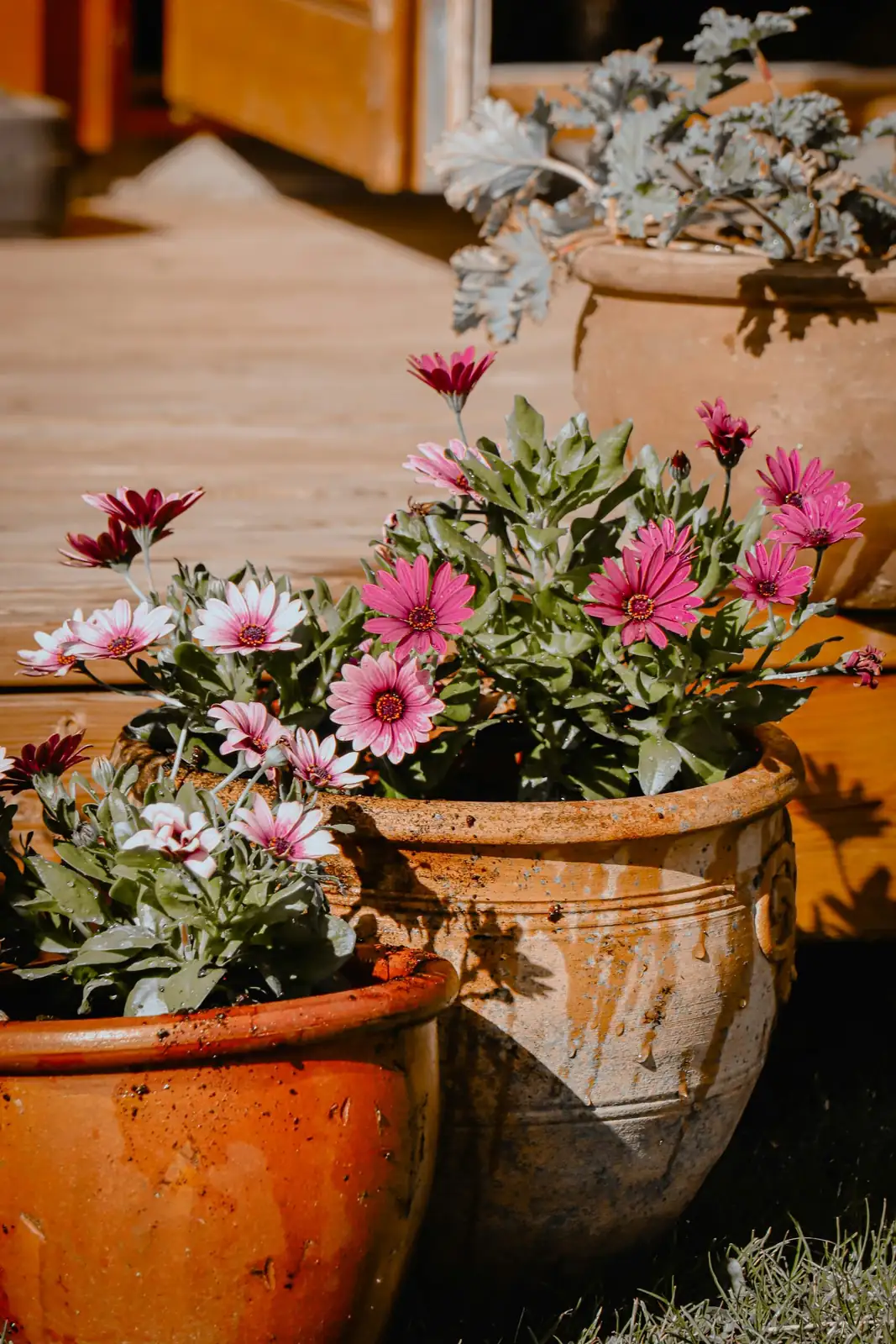 blue-eyed daisy watering pot