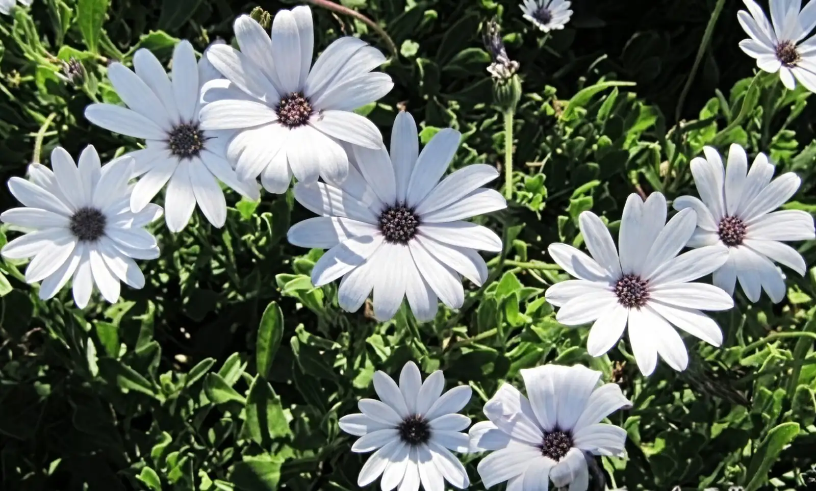 cape daisy patio container plant