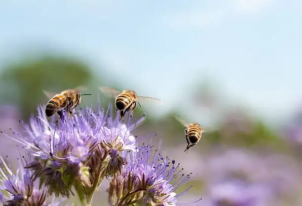cape daisy bee landing close up