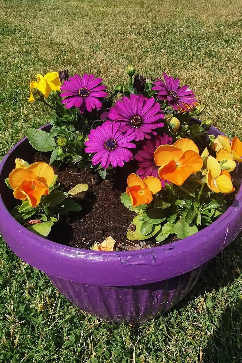 watering cape daisy container