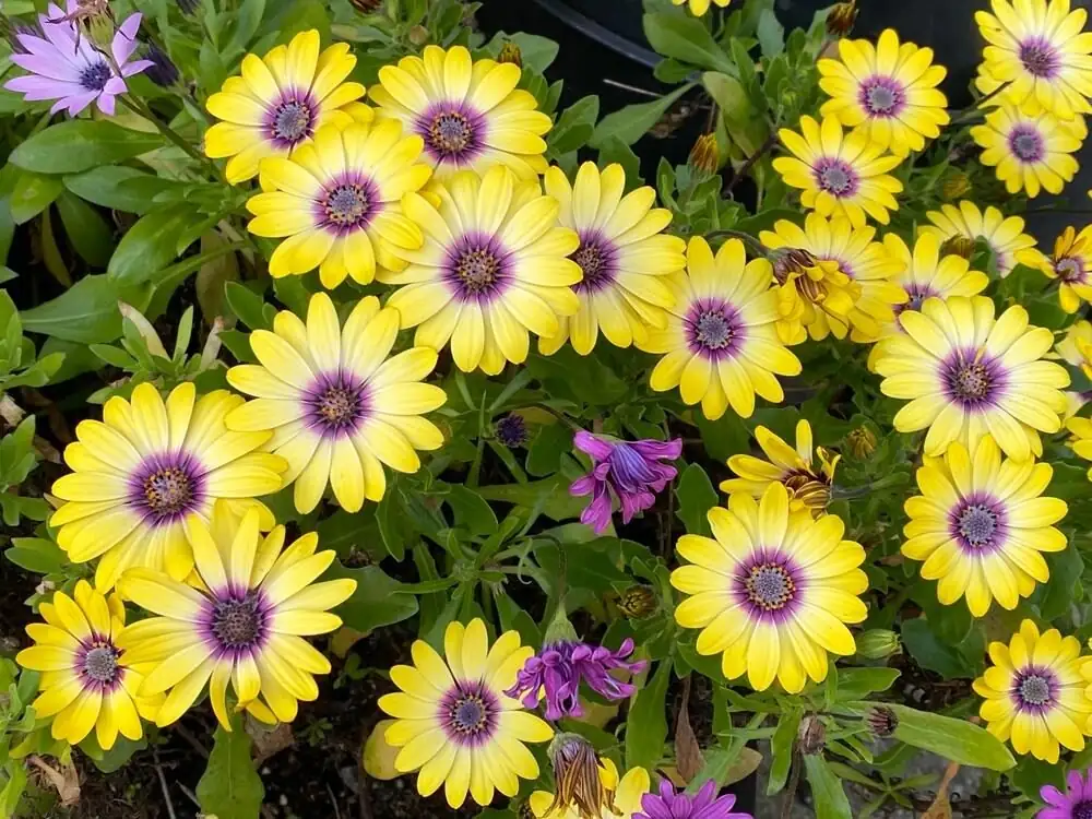 What Does a Blue‑Eyed Daisy Mean? Flower Language Origins, Feng Shui, and Gifting Etiquette