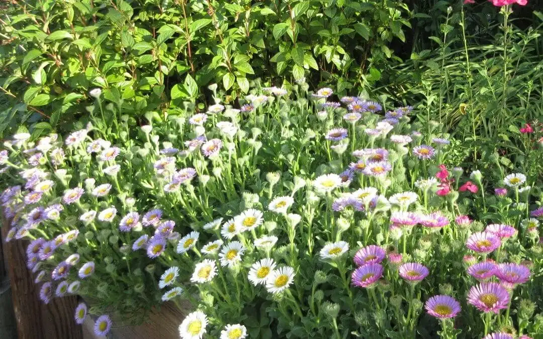 blue eyed daisy coastal garden border