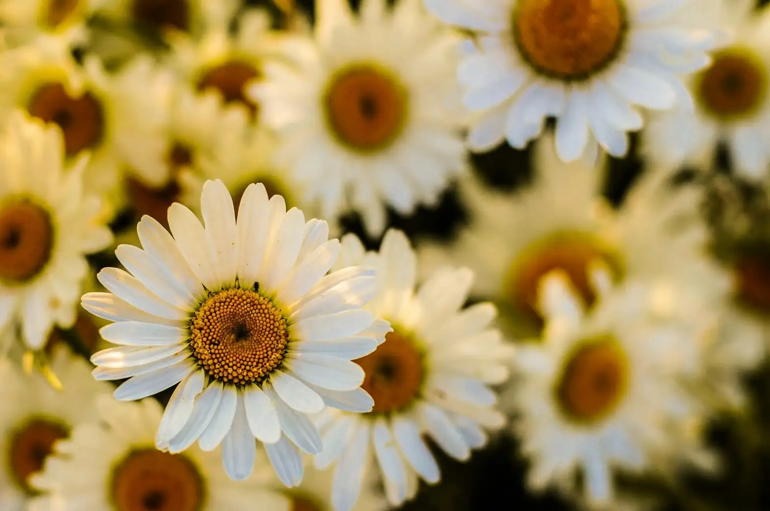 blue eyed daisy east facing balcony box