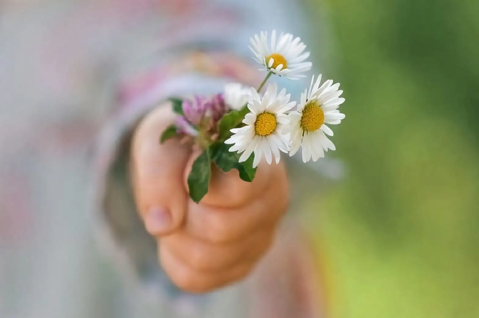 blue eyed daisy gift hands