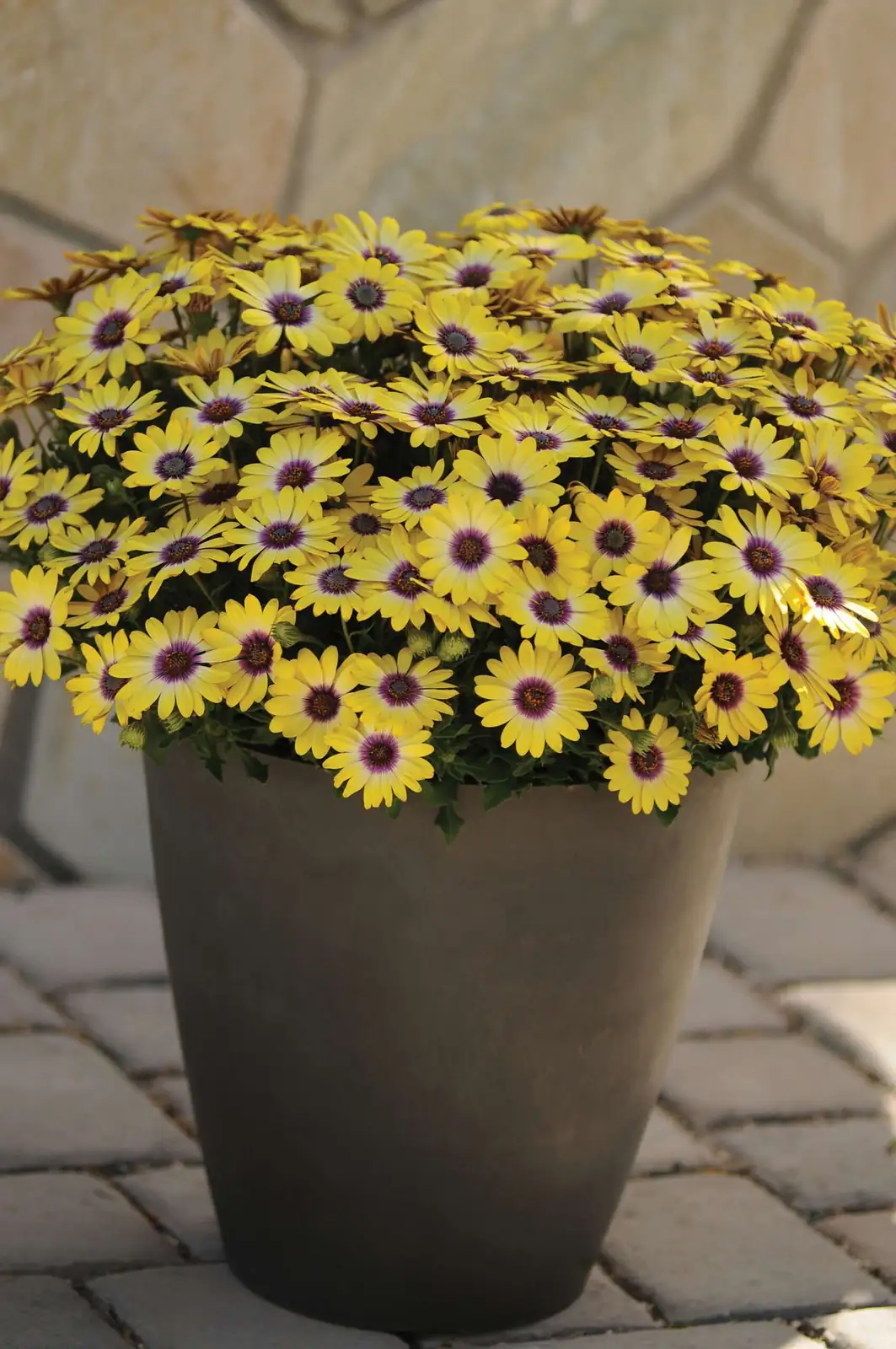 Cuttings That Click: Turn One Osteospermum into Dozens with This Propagation Masterclass