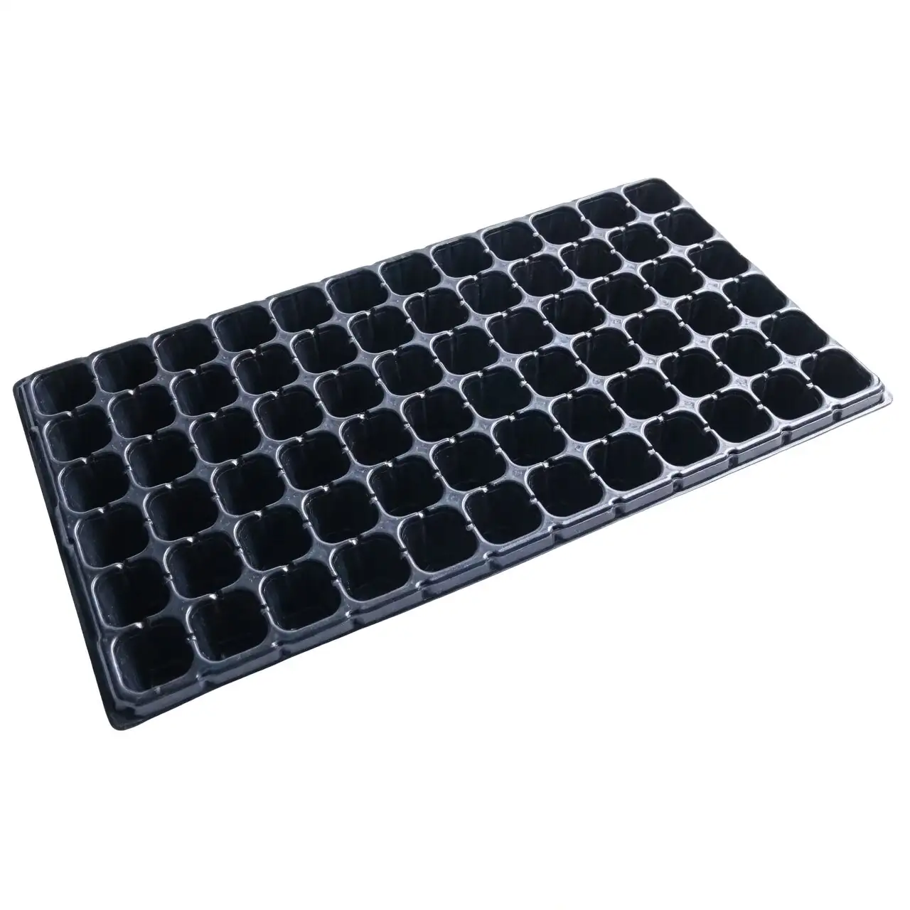 osteospermum cuttings propagation tray