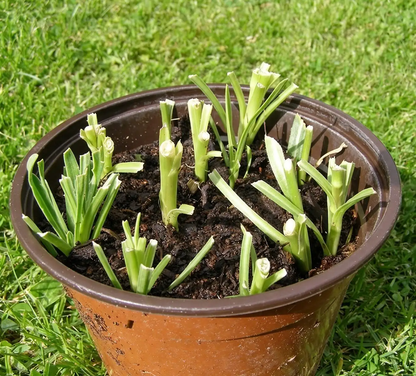 osteospermum rooted cuttings white roots