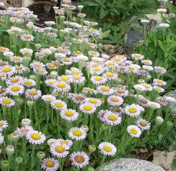 Coastal-Ready Containers: 5 Designer Combos Starring Falling Stars Cape Daisy