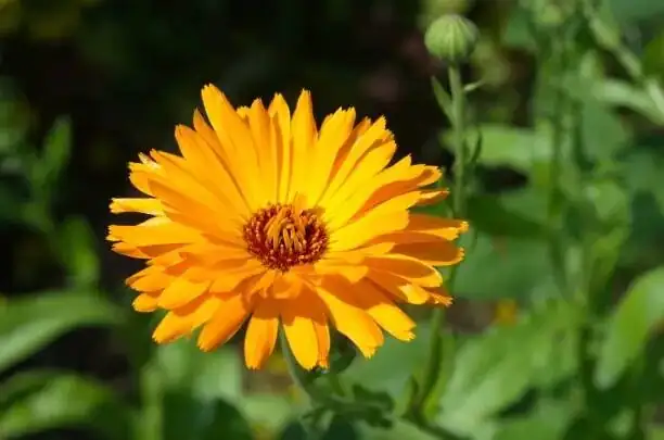 cape daisy orange calendula container