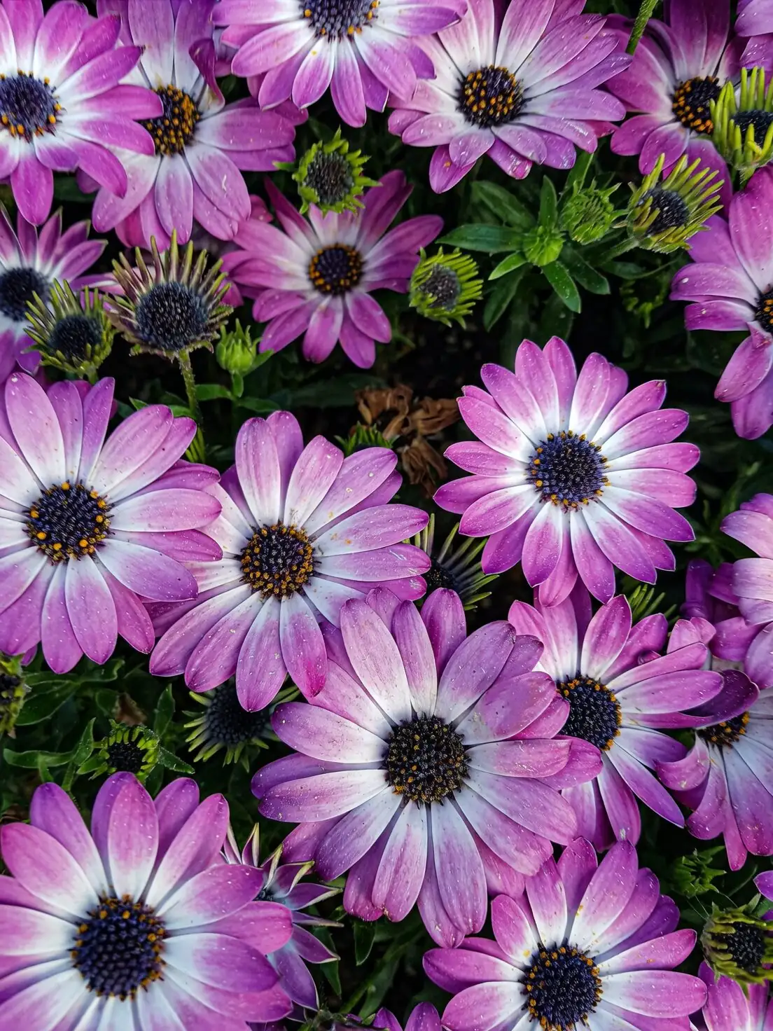 cape daisy purple fountain grass container