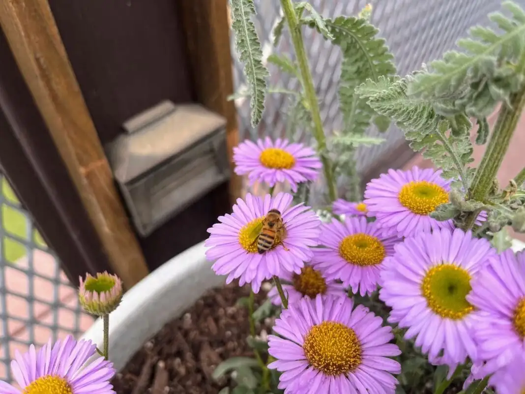 cape daisy coastal balcony containers