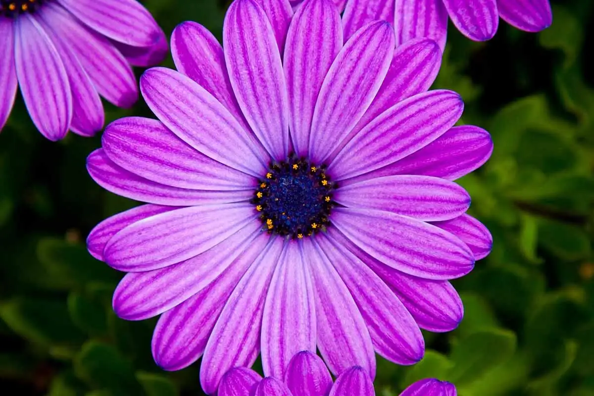Your 4‑Season Game Plan: Plant, Prune, and Overwinter Cape Daisies Like a Pro