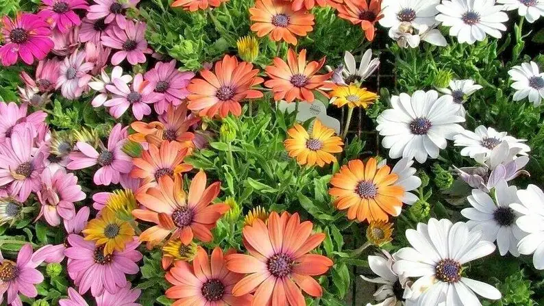 cape daisy container patio sun
