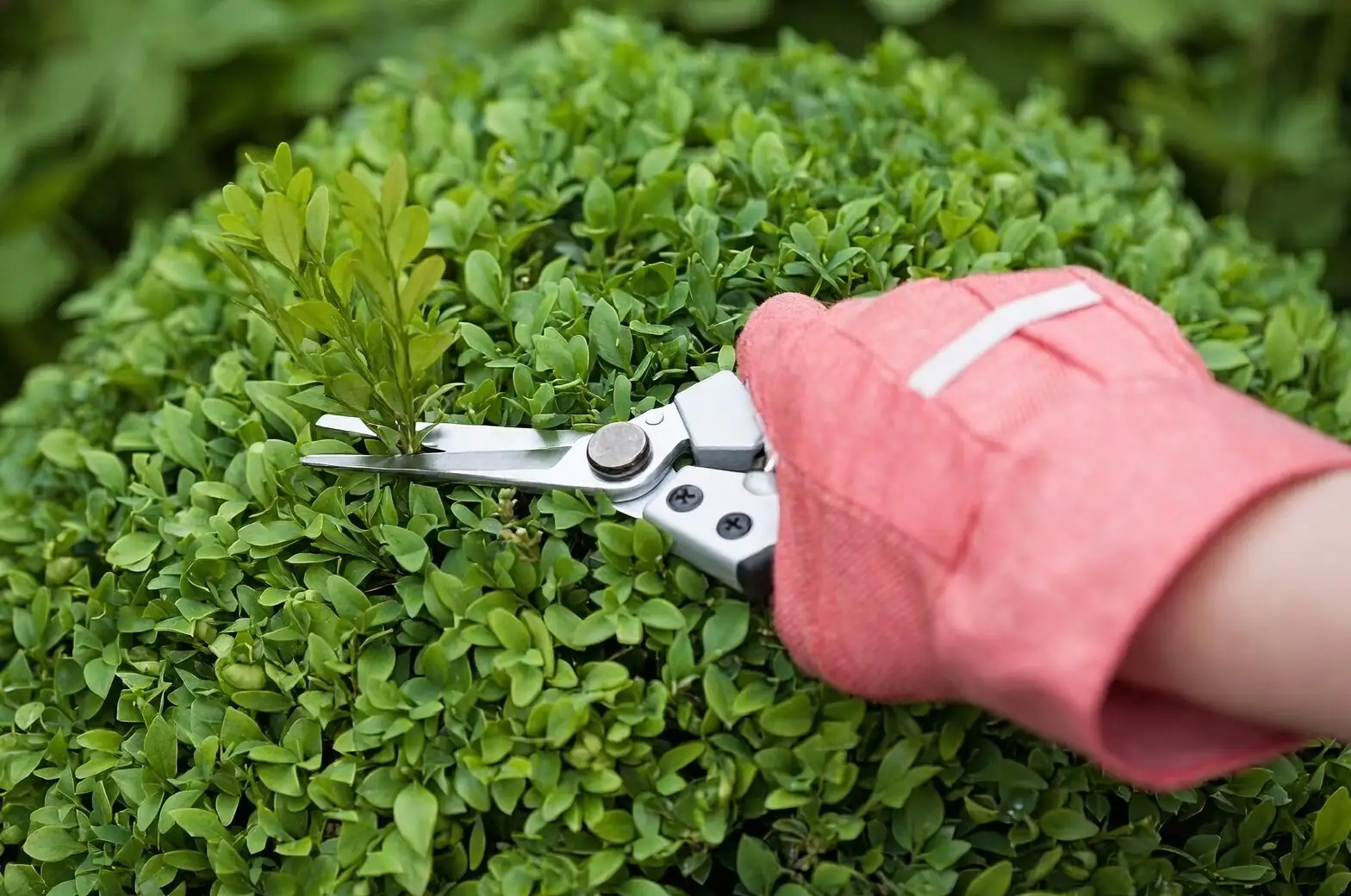 cape daisy pruning shears