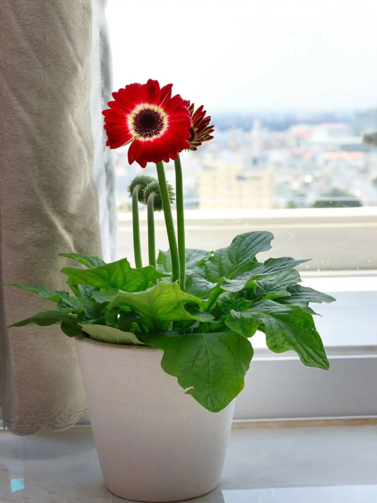 cape daisy overwintering bright window