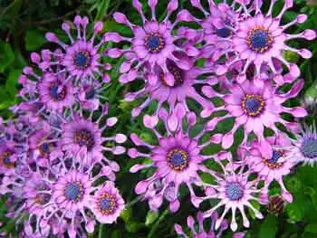 cape daisy softwood cuttings