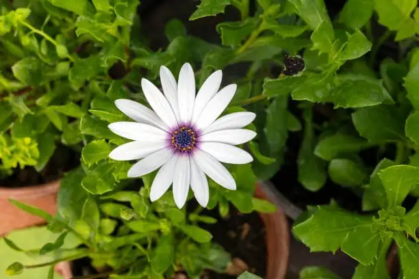 No More Soggy Roots: Drainage Hacks That Keep Cape Daisies in Bloom for Months