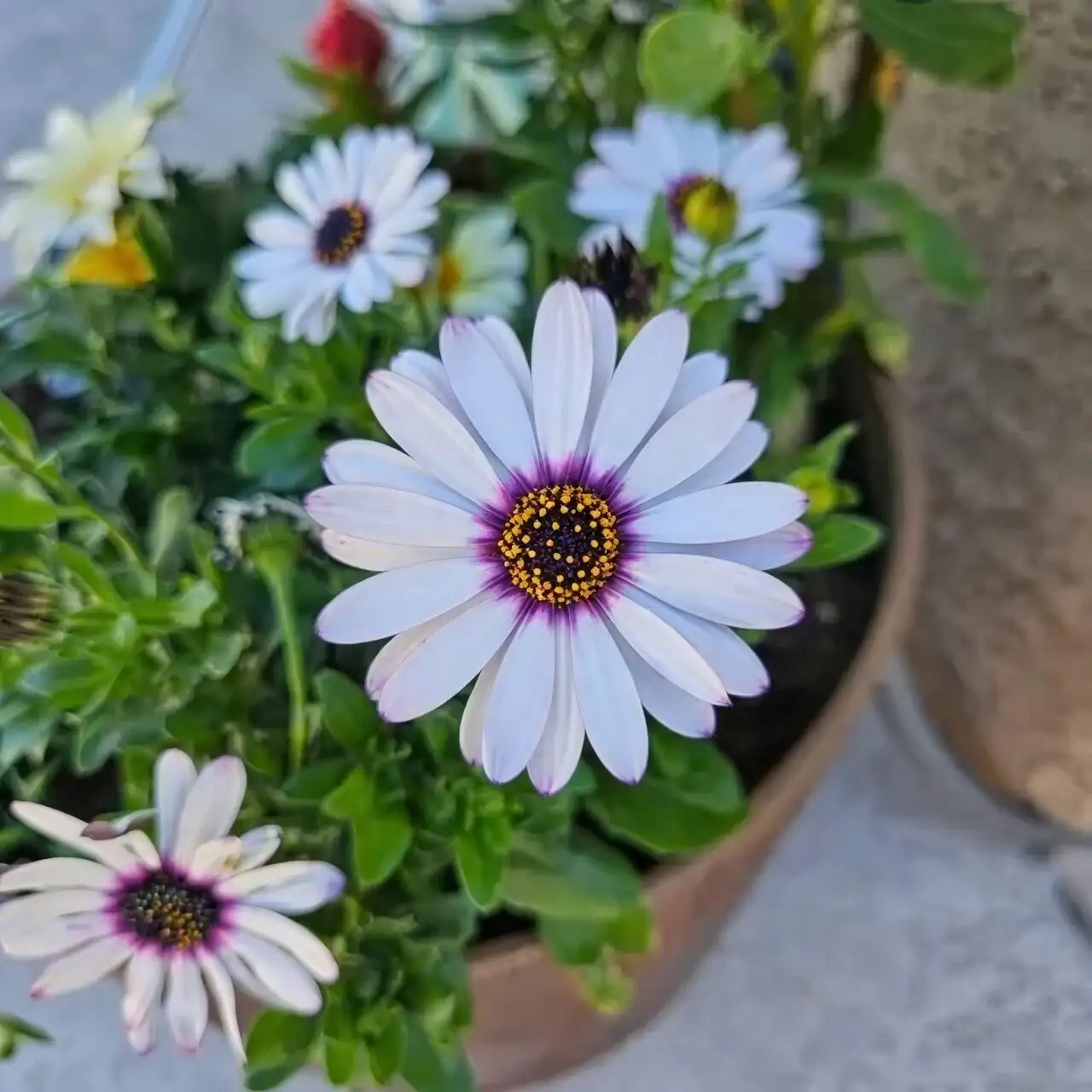 cape daisy watering at soil