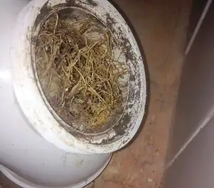 cape daisy root rot inspection