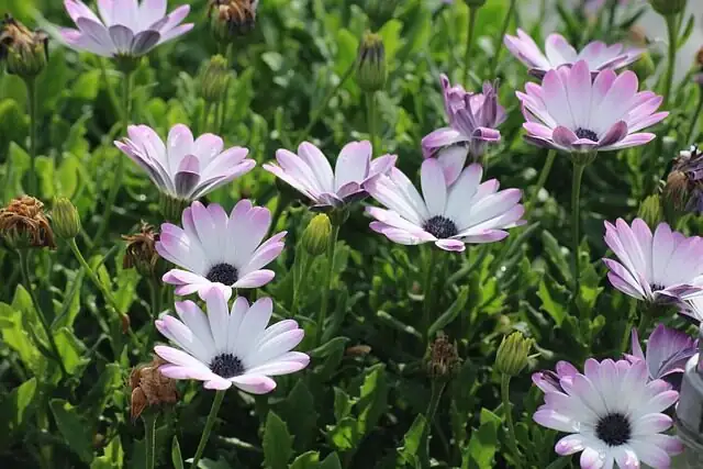 Blue Bullseyes for Bees: Supercharge Pollinators with Osteospermum Borders