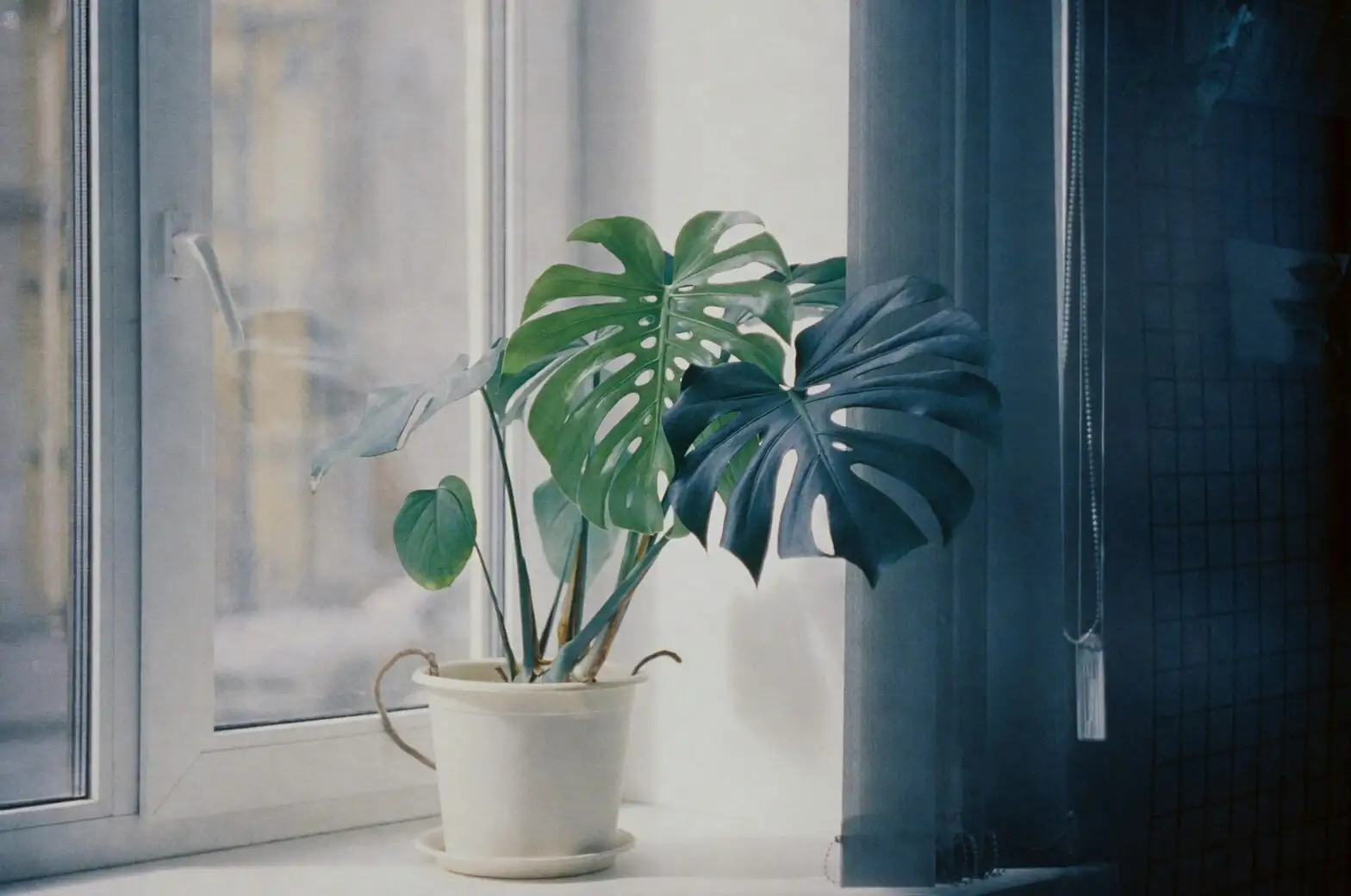 osteospermum overwinter indoors windowsill