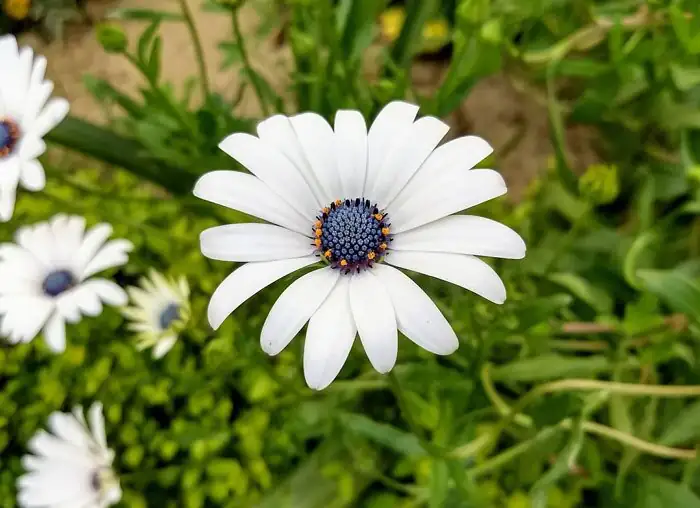 osteospermum blue eyed daisy close-up