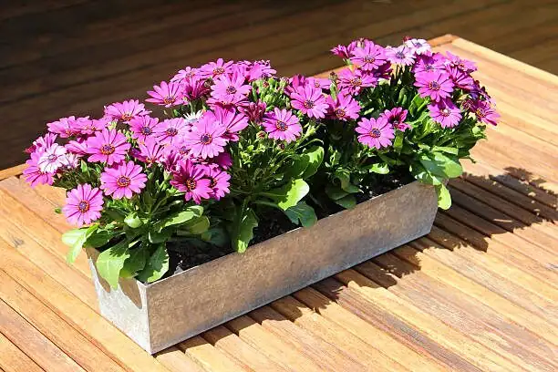 osteospermum double pot insulation