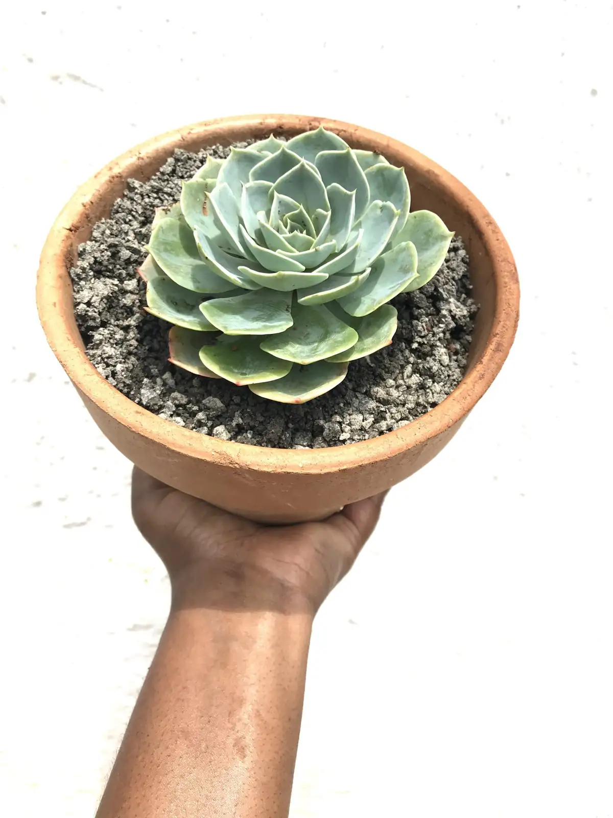echeveria terracotta pot soil mix