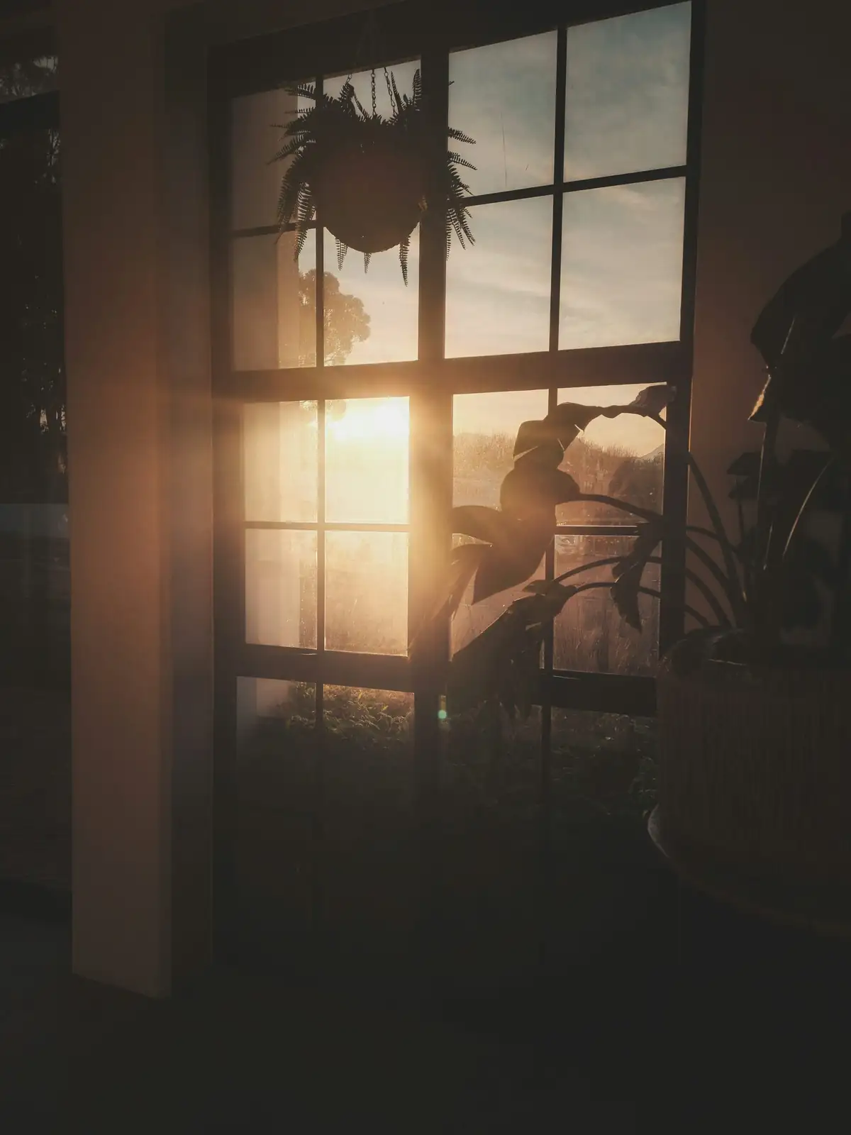 echeveria south window sunlight