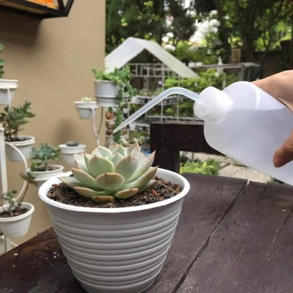 echeveria watering with drainage