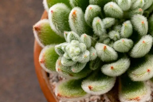 Mealybug Whack‑A‑Mole: Low‑Toxic to Pro‑Level Fixes for Echeveria
