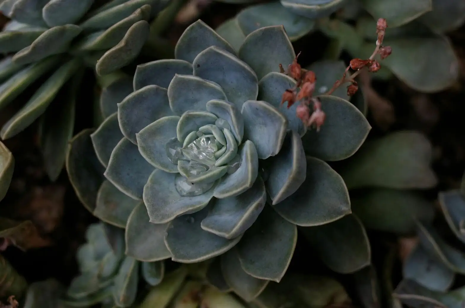 Echeveria alcohol swab mealybugs